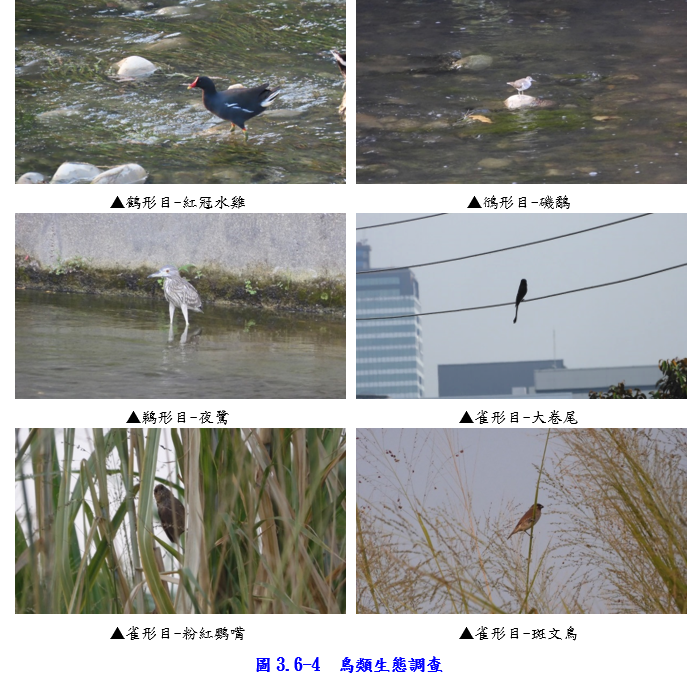 工區鳥類生態調查圖片